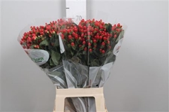 Hyp Go Top 70cm