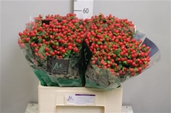 Hyp Tomato Flair 60cm