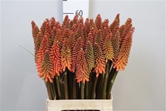 Kniphofia Alcazar 65cm