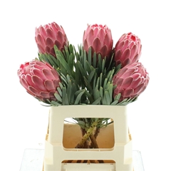 Protea Venus 60cm