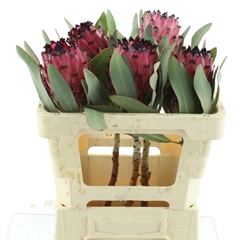 Protea Rubens 50cm
