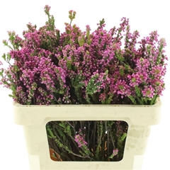 Erica Corifolia 50cm