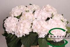 Hydr Sw Verena Champagne 60cm 10cm Ø