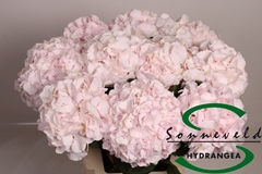 Hydr Sw Verena Champagne 60cm 15cm Ø