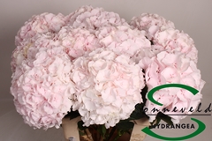 Hydr Sw Verena Champagne 75cm 16cm Ø