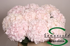 Hydr Sw Verena Champagne 80cm 17cm Ø