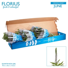 Veron Clea June 60cm