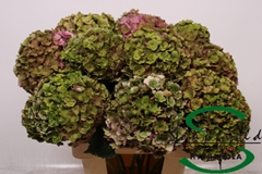 Hydr M Roy Anasta Cl 75cm 16cm Ø