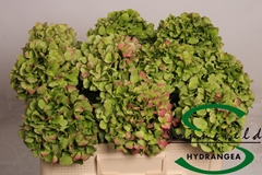 Hydr Verena Classic 50cm 14cm Ø