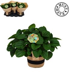 Pep Al Rana Verde 17Ø 32cm