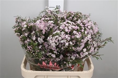 Chame Un Danc Queen 80cm 70gram 24