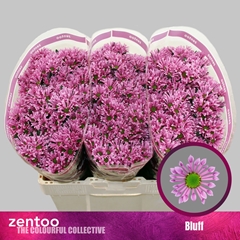 Chr S Aaa Bluff 55cm 100g
