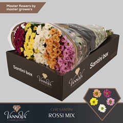 Chr San Ross Gem Fst 55cm 110g