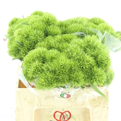 Di Barb Kiwi Mellow 30cm 99