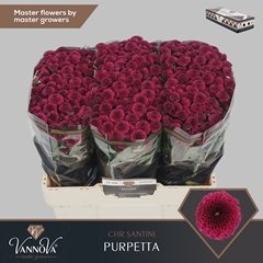 Chr San Aaa Purpetta 55cm 110g