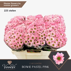 Chr S Aaa Bow Klb H% 55cm 100g
