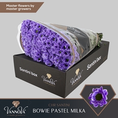 Chr S Aaa Bow Klb H% 55cm 100g
