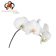 Phal Sensation White 40cm