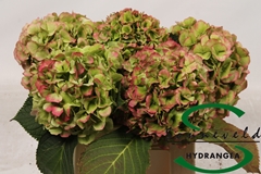 Hydr Verena Classic 35cm 17cm Ø