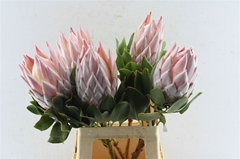 Protea Grande 70cm