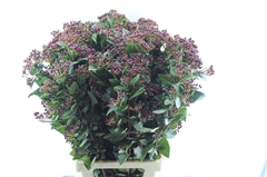 Vibur Ti Red Spirit 80cm