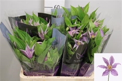 Clematis Amazing London 60cm 23 4