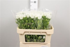 Camp Champion White 70cm