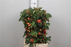 Malus Red Sentinel