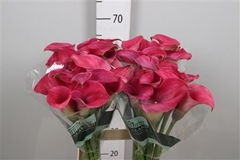 Zant Captain Romance 70cm