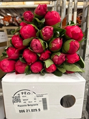 Paeo Mary Jo Legare 55cm 23 Za