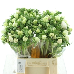 Anem Co Marianne Whi 45cm