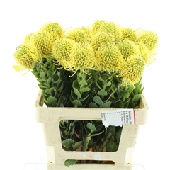 Leuco Nut High Gold 60cm