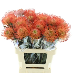 Leuco Co Succession 50cm