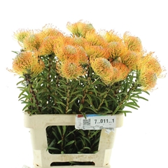 Leuco Co Cordifolium 60cm