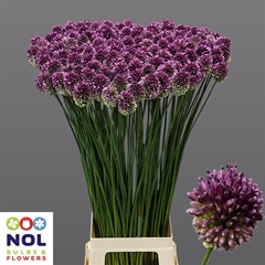 Allium Sphaerocephal
