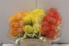 Nutans Mix 3 Kleur