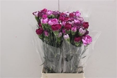 Di St Rainbow Mix Purple