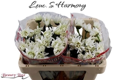 Leuc S Harmony