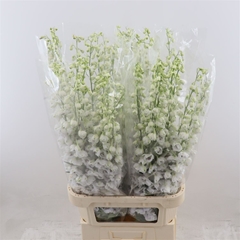 Delph El Dew Rocket 90cm 23