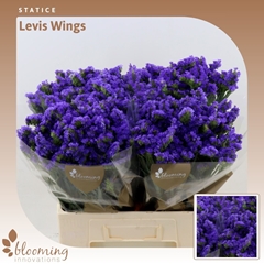 Lim S Levis Wings 60cm 30gram