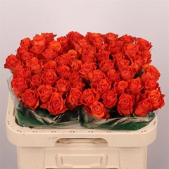 R Gr Orange Wave
