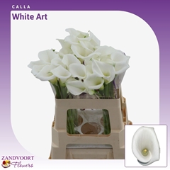 Zant White Art 55cm