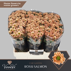 Chr San Rossi Salmon 55cm 110g