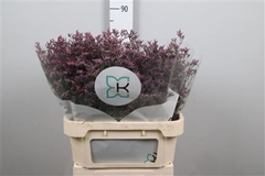 Lim Piuma Sky 80cm 40gram