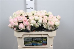 R Tr Mansfield Park 70cm 55+