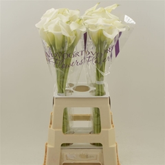 Zant White Art 70cm