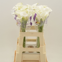 Zant White Art 60cm