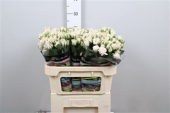 R Tr Royal Porcelina 70cm 55+