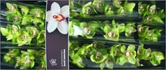 Cymb T Mrs R Hood 60cm 8+