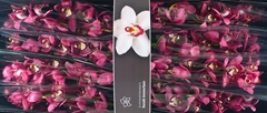 Cymb Pinkpop 80cm 12+